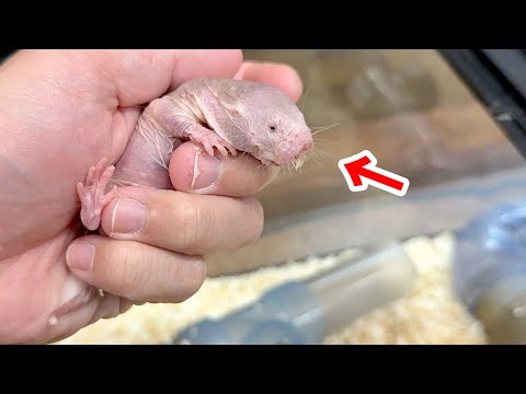 埼玉のペットショップに【世界一キモかわ】な生き物が売っていたので見に行ってみると…(YouTube)