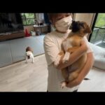 山の中で保護された最後の子犬1匹が我が家を卒業していきました…(YouTube)