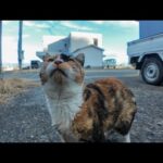 猫島の漁港の倉庫裏にいた三毛猫ちゃんにちゅーるをあげたら大喜びだった🐱🐟💕(YouTube)