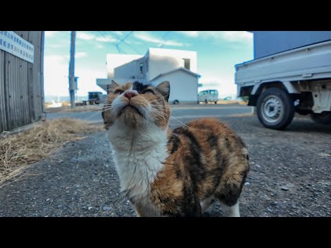 猫島の漁港の倉庫裏にいた三毛猫ちゃんにちゅーるをあげたら大喜びだった🐱🐟💕(YouTube)
