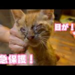 緊急！目が塞がった子猫を保護しました    2025 10 17 1(YouTube)