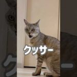 マロのクッサーが撮れました！w #shorts(YouTube)