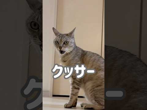 マロのクッサーが撮れました！w #shorts(YouTube)