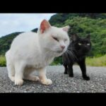 駐車場の奥で白猫にちゅーるあげたら、黒猫まで飛んできた件🐾✨(YouTube)