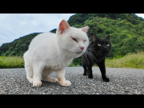 駐車場の奥で白猫にちゅーるあげたら、黒猫まで飛んできた件🐾✨(YouTube)