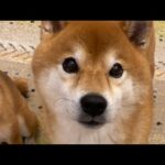 10月24日ハチ家夜久しぶりの生配信(YouTube)