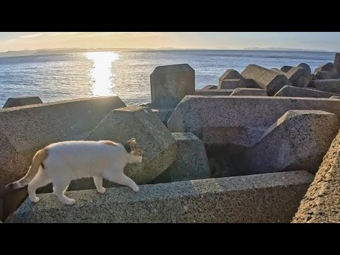 夕方の防波堤に猫がいたので近くに行ってみた(YouTube)