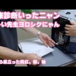 2025 10 05 1  新しい先生ヨロシクにゃ  健康診断いってきたニャン  島から巣立った桃紅、椋、柚(YouTube)