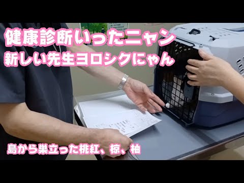 2025 10 05 1  新しい先生ヨロシクにゃ  健康診断いってきたニャン  島から巣立った桃紅、椋、柚(YouTube)