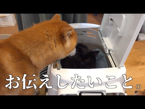 【ご報告】愛猫の体調についてお伝えしたいことがあります。(YouTube)