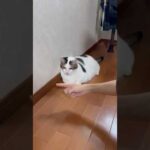 俺、弱いかも(YouTube)