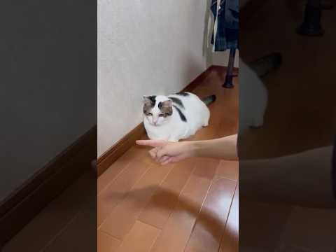俺、弱いかも(YouTube)