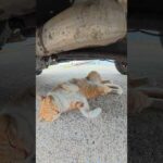 猫がトラックの下でひっくり返っていた #猫 #ねこ #cat(YouTube)