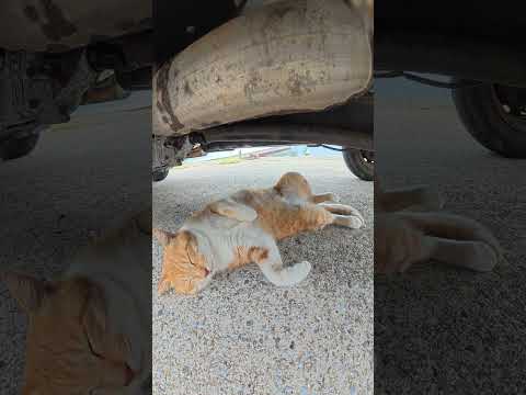 猫がトラックの下でひっくり返っていた #猫 #ねこ #cat(YouTube)