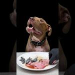 ピットブルの食欲がやばすぎるw(YouTube)