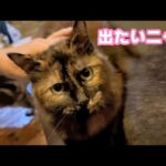 出たいニャ  ダメダメよ～   2025 10 17 2(YouTube)