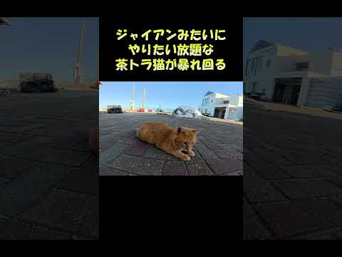 ジャイアンみたいにやりたい放題な茶トラ猫ちゃんが暴れ回る #猫 #cat #ねこ(YouTube)