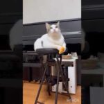 動くな、動くなって、余裕やけど動くなって(YouTube)