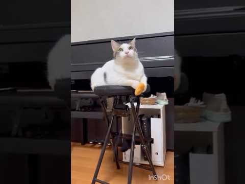 動くな、動くなって、余裕やけど動くなって(YouTube)