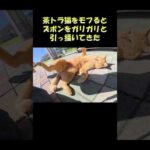 茶トラ猫をモフるとズボンをガリガリと引っ掻いてきた #猫 #cat #ねこ(YouTube)