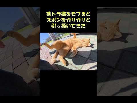 茶トラ猫をモフるとズボンをガリガリと引っ掻いてきた #猫 #cat #ねこ(YouTube)