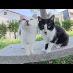 水玉模様のママ猫が息子のハチワレ猫を押し退けて甘えてくる(YouTube)