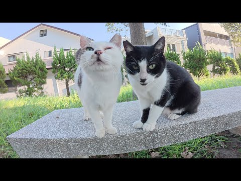 水玉模様のママ猫が息子のハチワレ猫を押し退けて甘えてくる(YouTube)