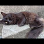 ミニ神社へお参りに行くと、黒キツネみたいな猫がお昼寝していた(YouTube)