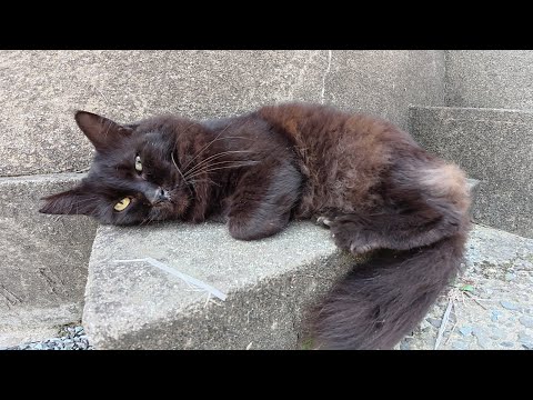 ミニ神社へお参りに行くと、黒キツネみたいな猫がお昼寝していた(YouTube)