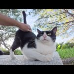 パンダみたいな猫が可愛い声でマッサージを要求してきた(YouTube)
