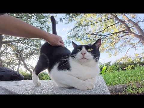 パンダみたいな猫が可愛い声でマッサージを要求してきた(YouTube)