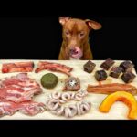 ここでしか聞けない咀嚼音!!ピットブルが豪快に骨付き肉を噛み砕くASMR(YouTube)