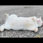 猫島の漁港でゴロゴロ寝転ぶ白猫ちゃんがかわいすぎた(YouTube)