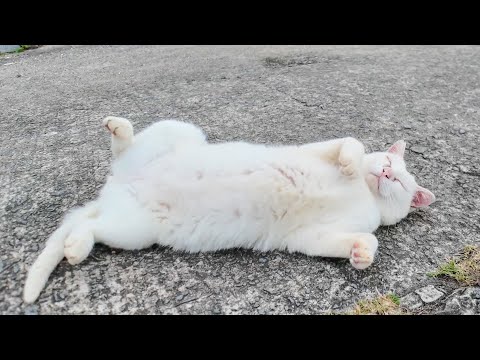 猫島の漁港でゴロゴロ寝転ぶ白猫ちゃんがかわいすぎた(YouTube)