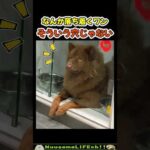 そのための穴じゃないんだけど😂【犬】#犬 #dog(YouTube)