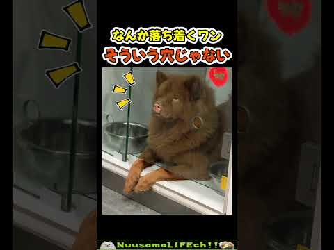 そのための穴じゃないんだけど😂【犬】#犬 #dog(YouTube)
