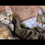 ヤンチャ子猫だった麦わら猫が6歳になりました(YouTube)