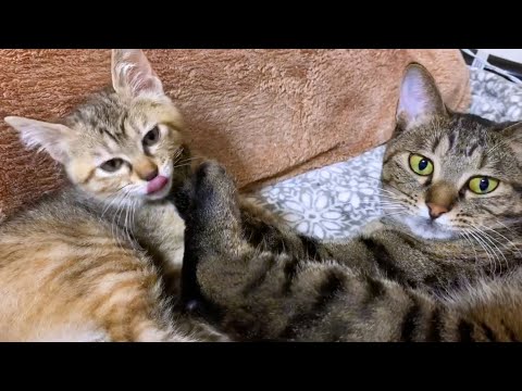 ヤンチャ子猫だった麦わら猫が6歳になりました(YouTube)