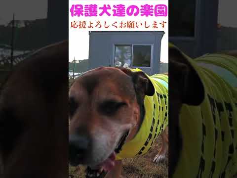【選曲間違いで再度配信　概要欄チエック】　悔いなきように１分１秒を大切に生きよう！　#成行に任せる #骨肉腫 #断脚手術 #今を生きる #あるがままになさい(YouTube)