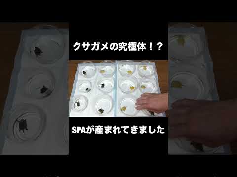 クサガメの究極体！？SPAが産まれてきました！(YouTube)