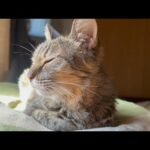 あんな楽しそうだったのに(YouTube)