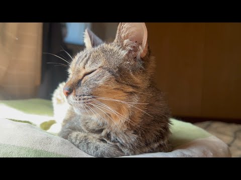 あんな楽しそうだったのに(YouTube)