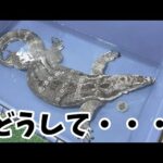 悲しい事がおきています(YouTube)