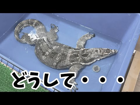 悲しい事がおきています(YouTube)
