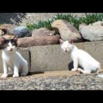 側溝からひょっこり出てきた子猫がかわいすぎた🐾💖(YouTube)