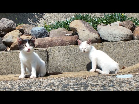 側溝からひょっこり出てきた子猫がかわいすぎた🐾💖(YouTube)