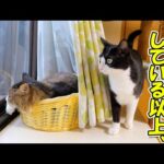 僕が猫を飼育する上で最も気を付けている事についてのお話(YouTube)