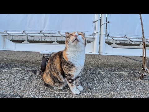 フェリー乗り場でお昼寝してた三毛猫ちゃんをナデナデしたら幸せそうな顔してくれた🐱⛴️(YouTube)