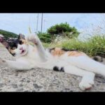 天然の猫じゃらしで夢中になって遊ぶ三毛猫ちゃん(YouTube)