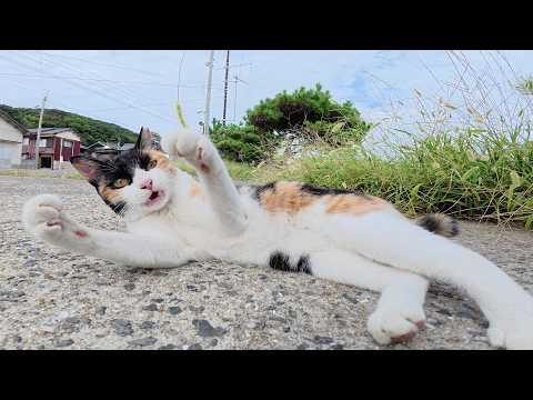 天然の猫じゃらしで夢中になって遊ぶ三毛猫ちゃん(YouTube)